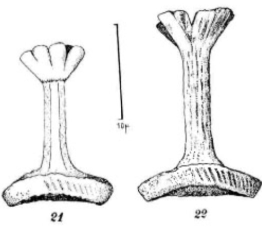 Reinhardtites anthophorus 9873