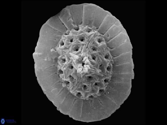 R camarata Ralph SEM a