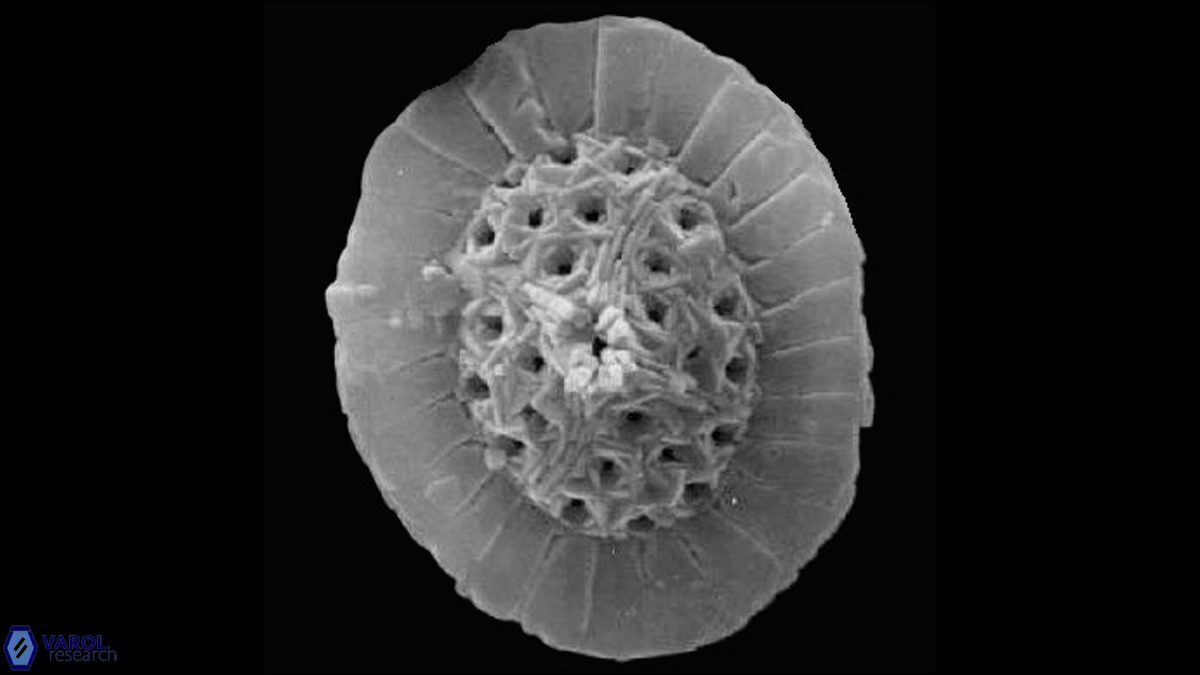 R camarata Ralph SEM a