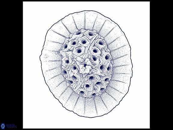 R camarata drawing wide