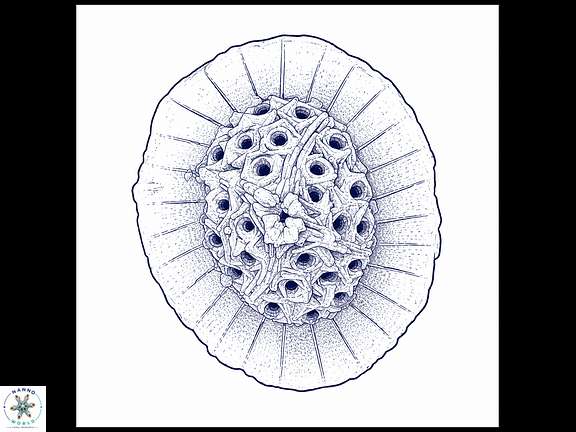 R camarata drawing wide