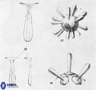 Rhabdosphaera clavigera 1075 15