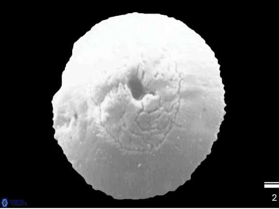 R clemencesalleyae a