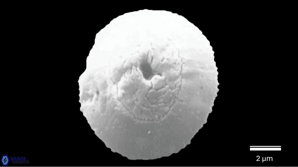 R clemencesalleyae a