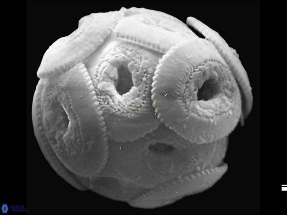 R dictyoda coccosphere a