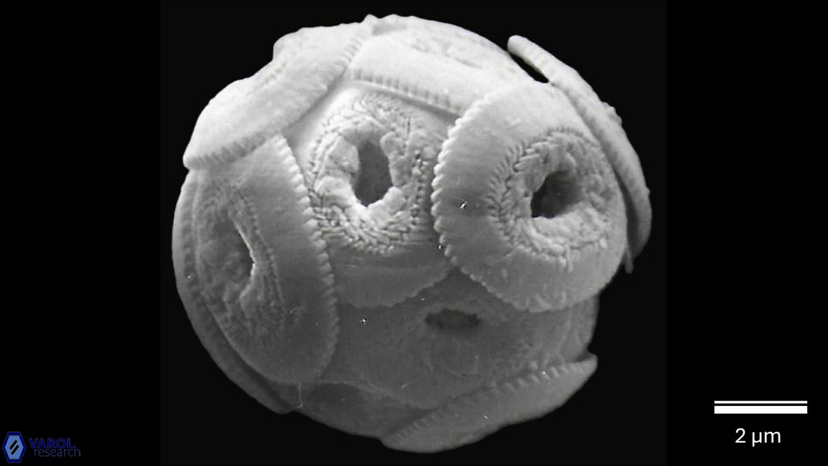 R dictyoda coccosphere a