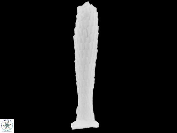 R herculae