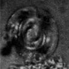 Reticulofenestra hillae VR 24290