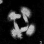 Reticulofenestra hillae VR 24290