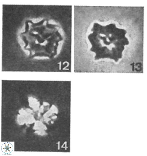 Hayesites irregularis 7165