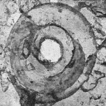 Reticulofenestra laevis VR 026346