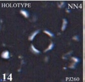 Retulofenestra pospichalii 30461