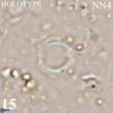 Retulofenestra pospichalii 30461