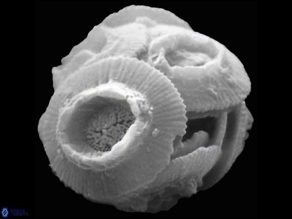 R pseudoumbilicus coccosphere a