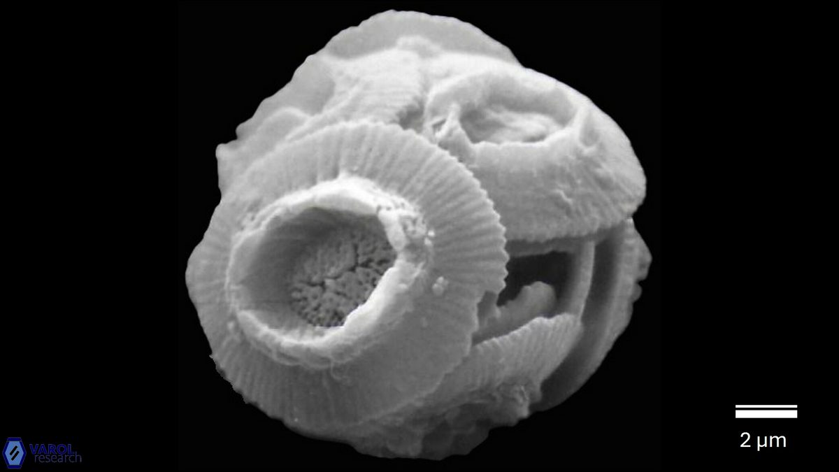 R pseudoumbilicus coccosphere a