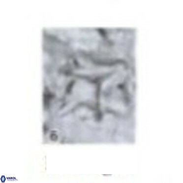 Palaeorhomboaster svabenickae 14835