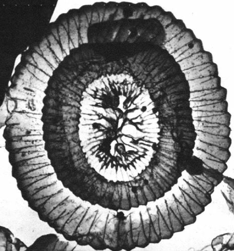 Dictyococcites scissurus 22796