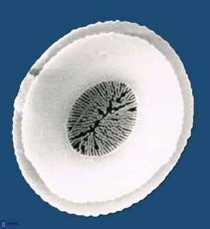 R tenuistriata 1466 23