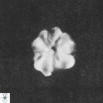 Assipetra terebrodentarius terebrodentarius 7111