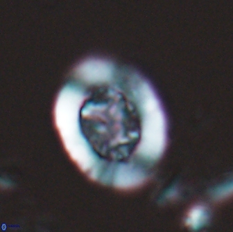 Ralphsalomonia camarata 18278