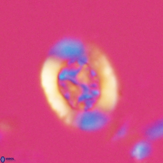 Ralphsalomonia camarata 18279