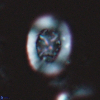 Ralphsalomonia camarata 18280