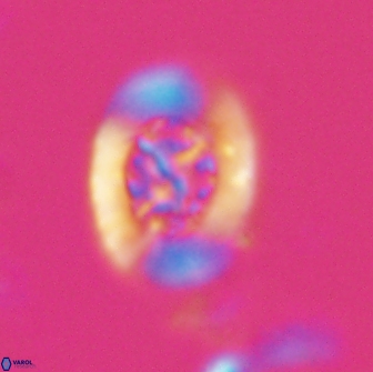 Ralphsalomonia camarata 18281