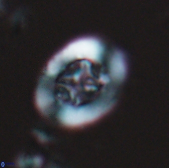 Ralphsalomonia camarata 18282