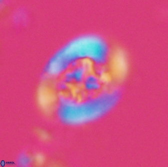 Ralphsalomonia camarata 18283