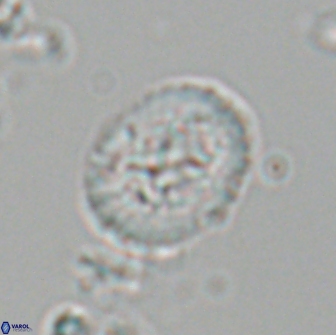 Ralphsalomonia camarata 18284