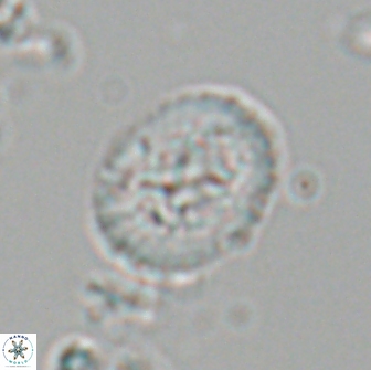 Ralphsalomonia camarata 18284
