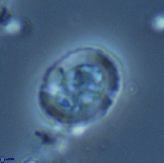 Ralphsalomonia camarata 18285