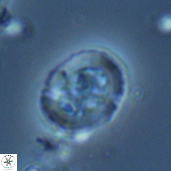 Ralphsalomonia camarata 18285
