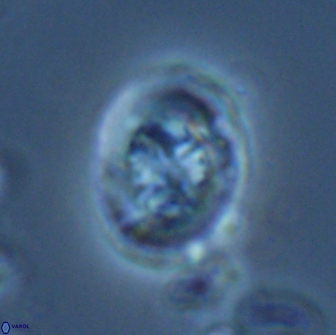 Ralphsalomonia camarata 18286