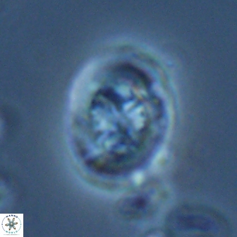 Ralphsalomonia camarata 18286