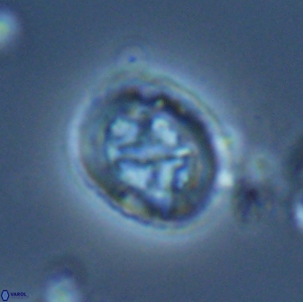 Ralphsalomonia camarata 18287