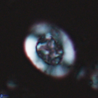 Ralphsalomonia camarata 18288