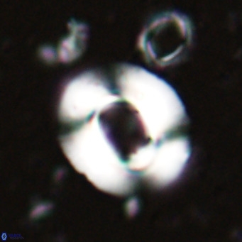 Reiculofenestra coenurus VR 024734