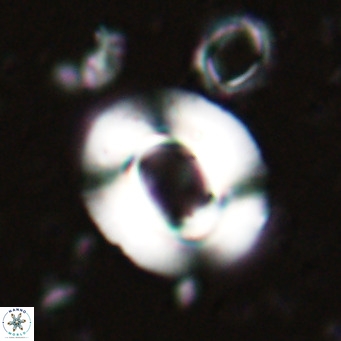 Reiculofenestra coenurus VR 024734