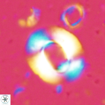 Reiculofenestra coenurus VR 024735