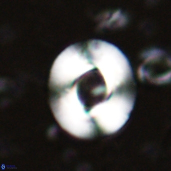 Reiculofenestra coenurus VR 024737