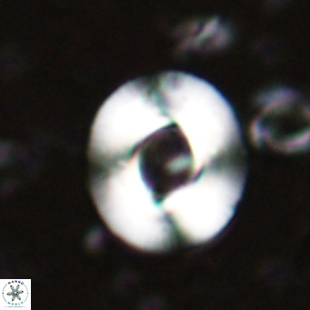 Reiculofenestra coenurus VR 024737