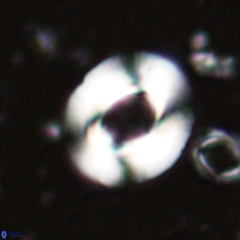 Reiculofenestra coenurus VR 024738