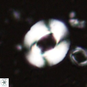 Reiculofenestra coenurus VR 024738