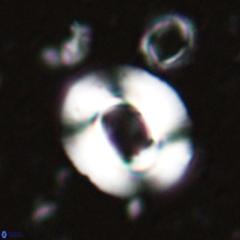 Reiculofenestra coenurus VR 024733
