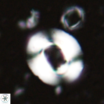 Reiculofenestra coenurus VR 024733