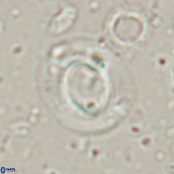 Reiculofenestra coenurus VR 024744