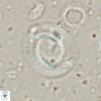 Reiculofenestra coenurus VR 024744