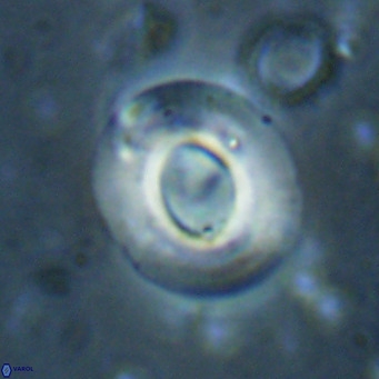 Reiculofenestra coenurus VR 024745