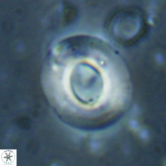 Reiculofenestra coenurus VR 024745